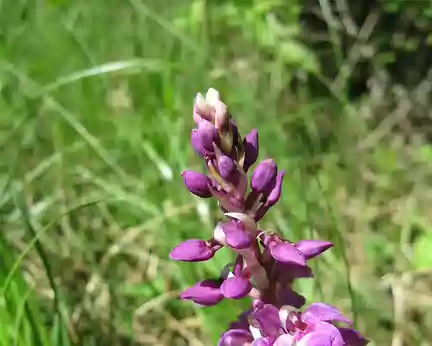 PXL004 Orchis